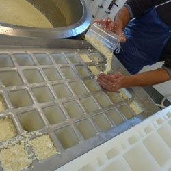 Person making tofu by pressing curds in molds.