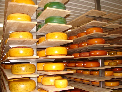 Shelves filled with large rounds of aging cheese in a storage room.
